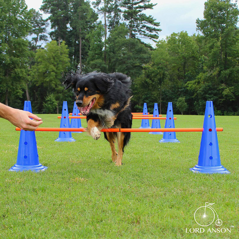 Lord Anson Dog Agility Hurdle Cone Set Canine Agility Training Set Obedience Agility And Rehabilitation 8 Agility Cones And 4 Agility Rods